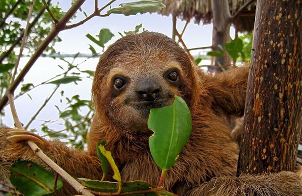 Roatan Sloth & Monkeys Animal Park , Chocolate Rum cake Factory