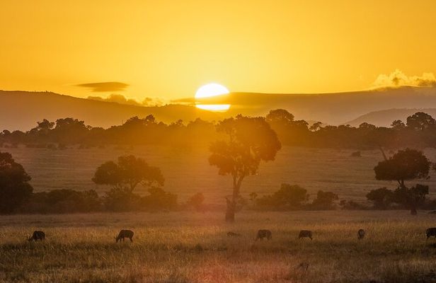 2 Days Private Safari To Maasai Mara National Reserve