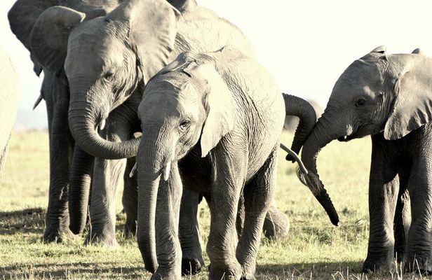 7 Days Masai Mara / Lake Nakuru / Lake Naivasha / Amboseli