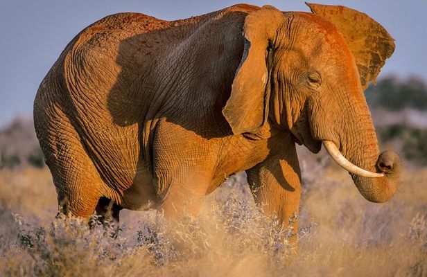 2 Days Tsavo East and Ngutuni Sanctuary starting from Mombasa.