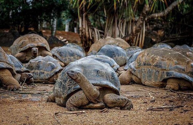 South of Mauritius : Crocodile park, lunch ,Rum and Tea Tasting