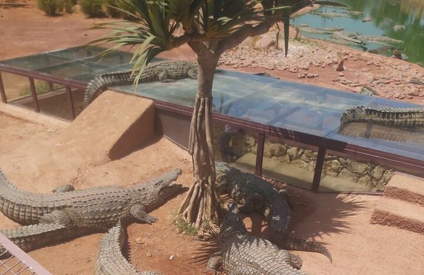 Crocodil Park transport and entrance ticket Crocoparc Included