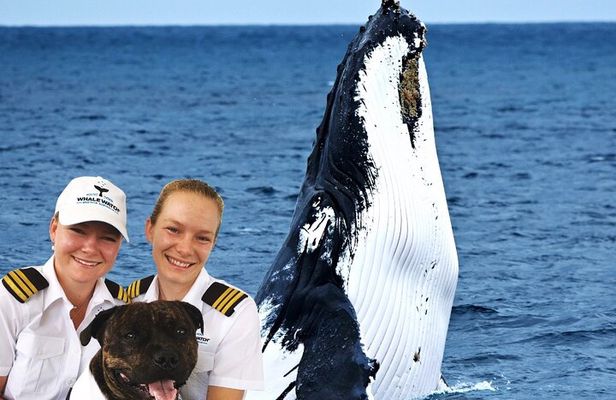 Gold Coast Whale Watch Tour with Whale Watch Queensland