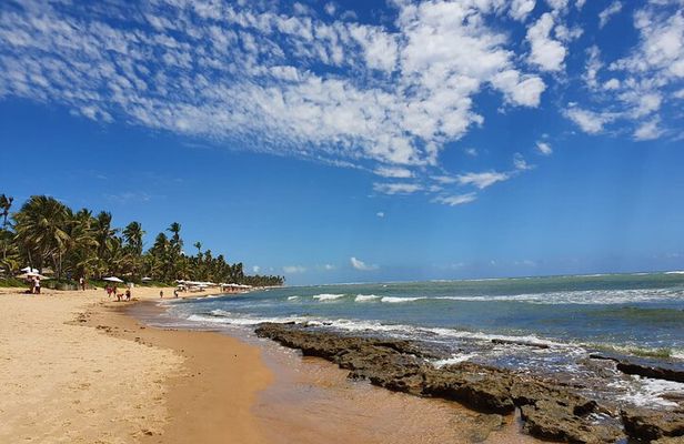 Private Coconut Coast & Praia do Forte Tour - from Salvador