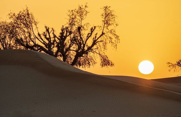 Sunrise/Morning Dune Drive with Camel Trek & Sand Surfing