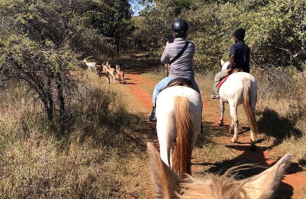 Horseback Safari & Cable Car Ride from Johannesburg