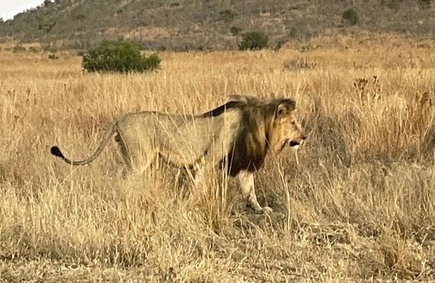 Pilanesberg National Park Tour