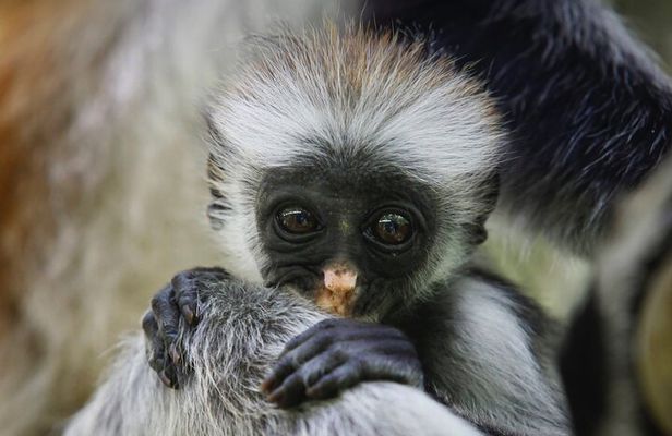 1 Day Short 4x4 Safari: ARUSHA NATIONAL PARK incl. Lodge-Lunch