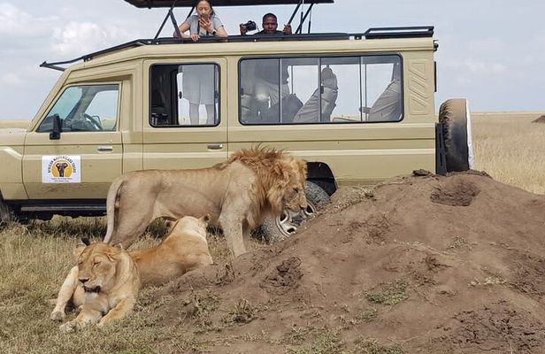 5 Days Serengeti and Ngorongoro Budget Camping Safari Tour