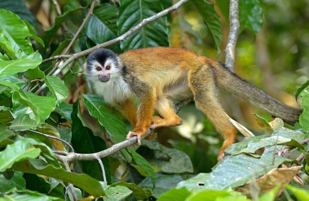 Corcovado National Park Day Hike in Sirena Station