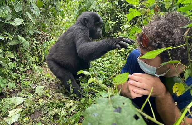 12-Day Moderately Priced Pearl of Africa - Uganda Private Safari