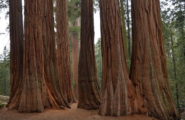 Private Day Tour to Sequoia and Kings Canyon Parks From LA