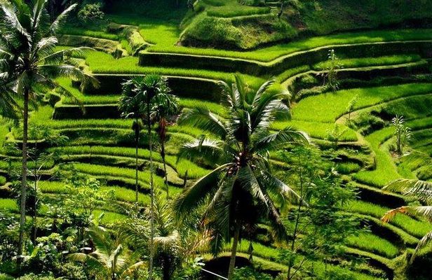 Full day ubud Tour commbine Bali Rafting