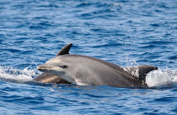 Anna Maria Island Dolphin Sightseeing Adventure