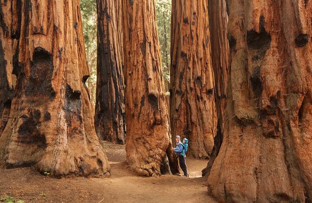 Sequoia National Park Small Group Tour from Three Rivers
