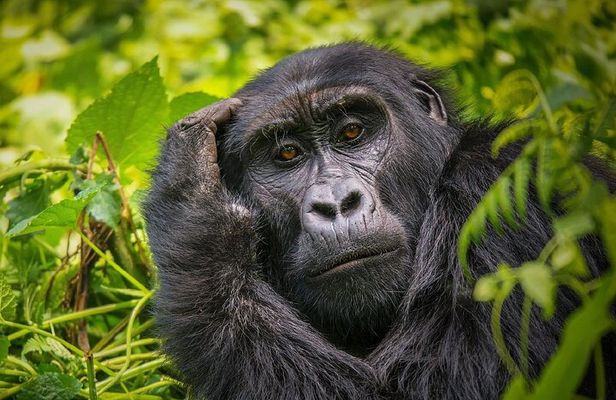 7 Days Private Safari Tour in Uganda