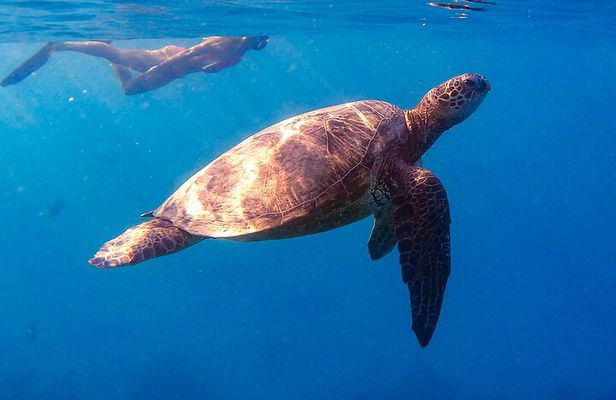 Private Turtle Snorkel & Cruise Waikiki