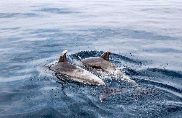 Dolphin Boat Trip in Benalmadena