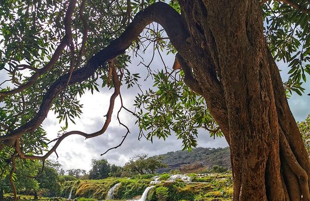 East of Salalah, Mountain Safari, Camels, Waterfall, White beach