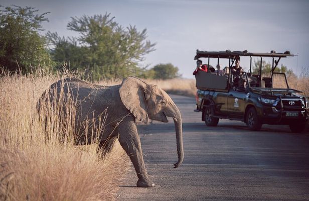 Game Drive in Zimbabwe