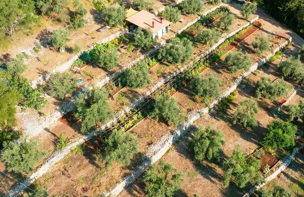 The Olive Oil Experience @ Lefkada Micro Farm