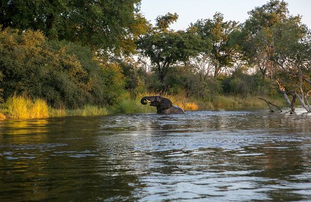Zambezi Sunset Cruise – Wildlife, Drinks & Breathtaking Views