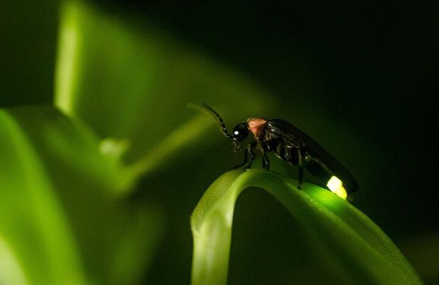 Private Kuala Selangor Firefly Day Trip Include Dinner &Boat Ride