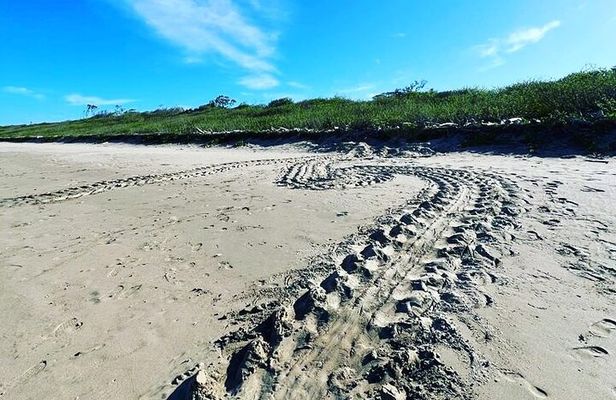 Turtle Nesting Tour Playa Grande CR