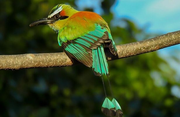 Birdwatching tour in Carara National Park