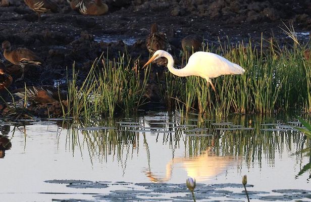 Darwin: Evening tour to Fogg Dam Wetlands and Humpty Doo Hotel