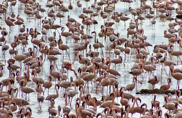 Maasai Mara and Lake Nakuru 4days Adventure