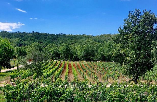 Taste of Istria - wine, brandy, vinegar, local food