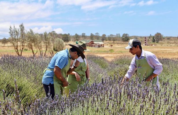 Lavender Field Guided Tour