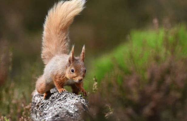 Cairngorms; Highest Mountains, Bonnie Lochs & Ancient Forests