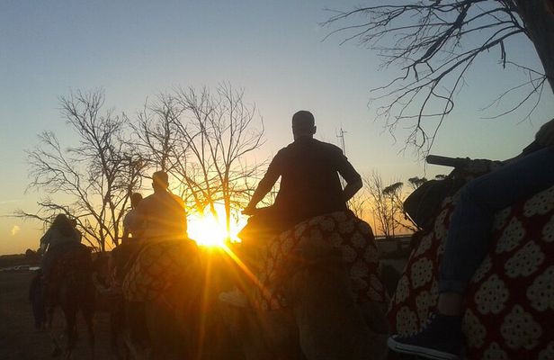 Camel Barbecue Sunset Agadir city