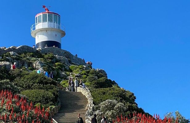 Cape of Good Hope, Penguins & Table Mountain Private Day Tour
