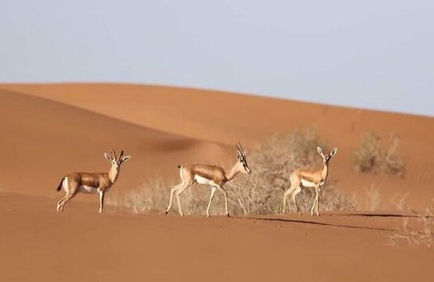 Agadir Jeep Safari & National Park including lunch & hotel pickup