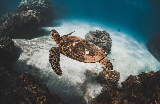 Half-Day Deluxe Molokini Snorkel Excursion in Maui