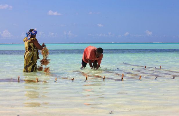 Jambiani Village Cultural Private Tour