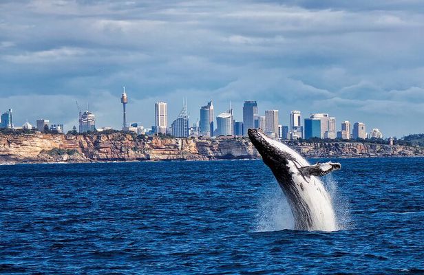 Sydney Harbour Whale Watching Explorer Cruise