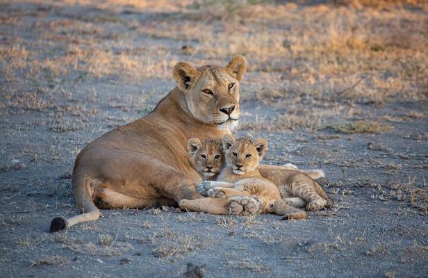 Nairobi National Park Half Day Game Drive Tour With Free WIFI