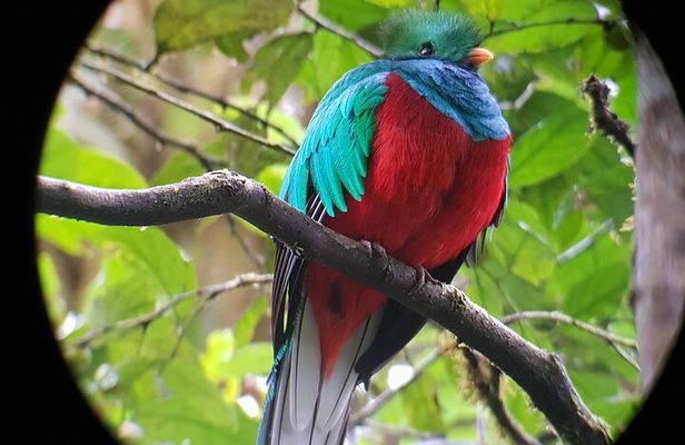 Private Natural History Walk in Monteverde