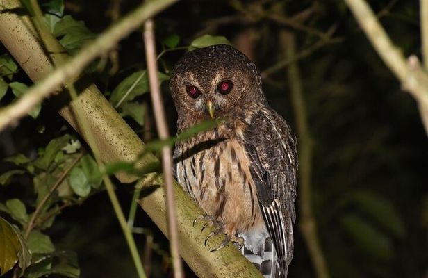 Group Guided Night Walking Tour in Monteverde