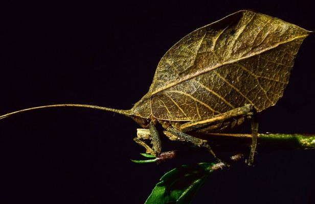 Private Guided Night Walk in the Wonderful Darkness of Monteverde
