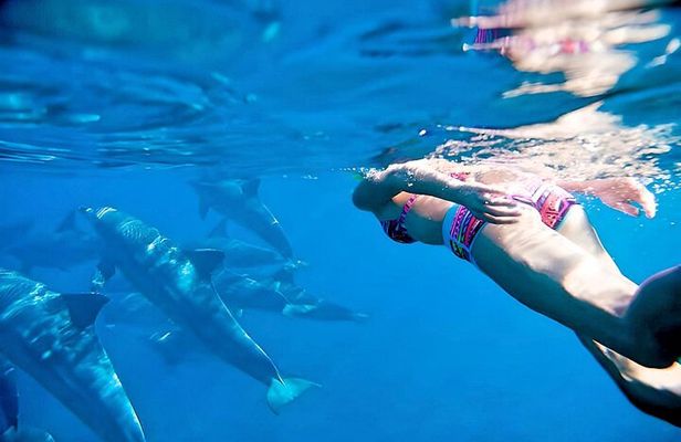 Small Group Wild Dolphin Tour: Swim, Paddle Board and Subwing