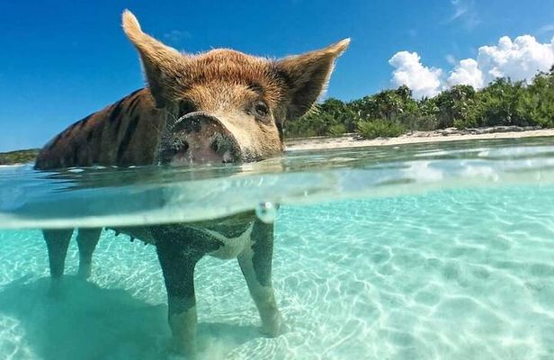 3 Islands Tour, Swim with Pigs, Turtles, Snorkelling & lunch