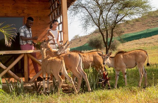 Private Day Tour in Serval Wildlife and Kikuletwa Hot Spring