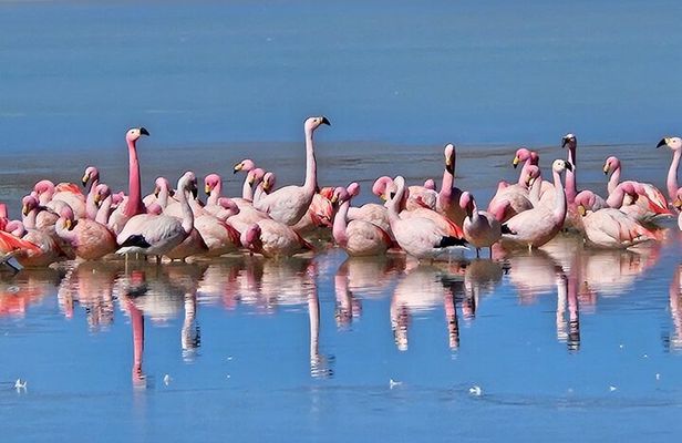 Private Tour Uyuni and LAGUNAS