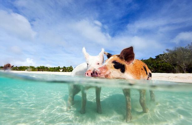 Nas: 3 islands Tour ,snorkel, Turtles, pigs and lunch