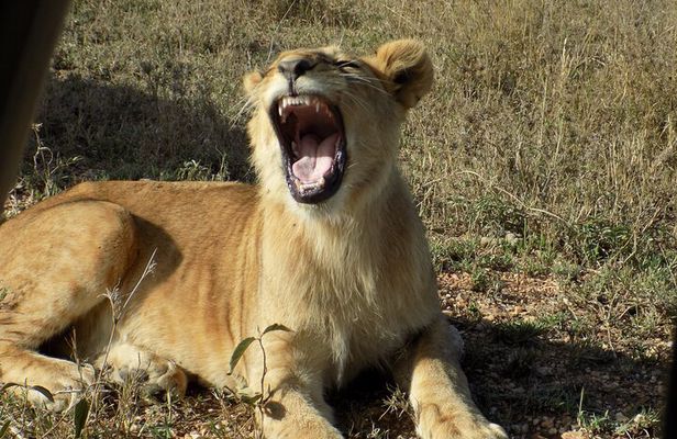 Enjoy a Private Day Trip to Lake Manyara National Park.